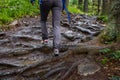 Young woman climbing on forest trail with roots Royalty Free Stock Photo