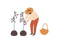 Young woman collecting tomatoes flat vector illustration. Female farmer with basket cartoon character. Lady harvesting