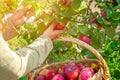 A young woman collects a harvest of juicy apples in the garden. Organic apples in the garden. Apple harvest concept. Royalty Free Stock Photo