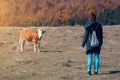 Young woman and cow looking at each other Royalty Free Stock Photo