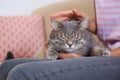 Young woman and cute gray tabby cat on couch indoors. Lovely pet Royalty Free Stock Photo