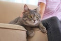 Young woman and cute gray tabby cat on couch indoors. Lovely pet Royalty Free Stock Photo