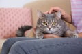 Young woman and cute gray tabby cat on couch indoors. Lovely pet Royalty Free Stock Photo