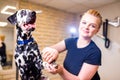 Young woman cutting dog dalmatian nail with specialty tool Royalty Free Stock Photo