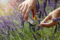 A young woman cutting flowers of Levander Lavandula angustifolia with garden shears. Flowers have a wonderful purple color and