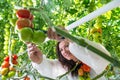 Young woman cutting tomatoes