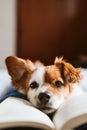 Young woman and dog at home resting on bed. Love, togetherness and pets indoors. woman reading a book Royalty Free Stock Photo