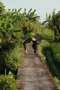 Young woman doing yoga asana outdoors in Bali Royalty Free Stock Photo