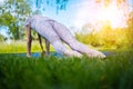 young woman doing yoga asana in park. girl stretching exercise in yoga position. happy and healthy woman sitting in Royalty Free Stock Photo