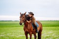 Young woman dressed in riding clothes and hat riding brown horse in green field Royalty Free Stock Photo