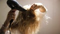 A young woman dries her hair with a hairdryer  on a beige wall background. Art. Young blond woman in a white Royalty Free Stock Photo