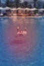 Young woman drowns in water, tilt-shift effect