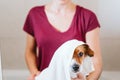 young woman drying her cute small jack russell dog with towel at home Royalty Free Stock Photo