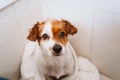 young woman drying her cute small jack russell dog with towel at home Royalty Free Stock Photo