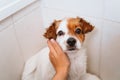 young woman drying her cute small jack russell dog with towel at home Royalty Free Stock Photo