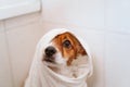 young woman drying her cute small jack russell dog with towel at home Royalty Free Stock Photo