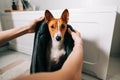 Young woman drying her dog with towel after bathing Royalty Free Stock Photo