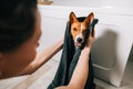 Young woman drying her dog with towel after bathing Royalty Free Stock Photo