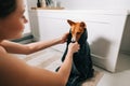 Young woman drying her dog with towel after bathing Royalty Free Stock Photo