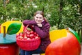 Young woman eating red apples in an orchard Royalty Free Stock Photo