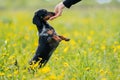 young woman is engaged in nature with a black marble dachshund