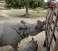 Tourists enjoy feeding a rhinoceroses while her baby huddles near by Royalty Free Stock Photo