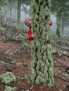 Young woman exploring stunning autumn foggy forest