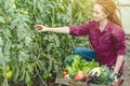 Young woman farmer agronomist collects fresh vegetables tomatoes in a greenhouse. Organic raw products grown on a farm Royalty Free Stock Photo