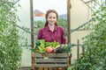 Young woman farmer agronomist collects fresh vegetables tomatoes in a greenhouse. Organic raw products grown on a farm