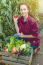 Young woman farmer agronomist collects fresh vegetables tomatoes in a greenhouse. Organic raw products grown on a farm Royalty Free Stock Photo