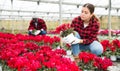 Young woman farmer examines a cyclamen in a pot