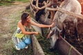 Young woman farmer feeding horses with grass on farm yard at sunset. Cattle eating and walking outdoors Royalty Free Stock Photo