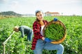 Young woman farmer gathers ripe beans in garden