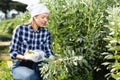 Young woman farmer gathers ripe peas in the garden