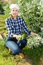 Young woman farmer gathers ripe peas in the garden