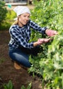 Young woman farmer gathers ripe peas in the garden