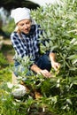 Young woman farmer gathers ripe peas in the garden