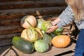 Young woman farmer holds mature squash harvest picked from garden. Royalty Free Stock Photo