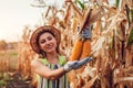 Young woman farmer picking corn harvest. Worker holding autumn corncobs. Farming and gardening Royalty Free Stock Photo