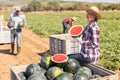 Young woman farmer posing with half watermelon in her hands in farmer field
