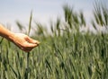 Young woman farmer`s hand at the green wheat field touching spikelets Royalty Free Stock Photo