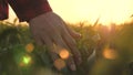 Young woman farmer walks through wheat field at sunset, touching green ears of wheat with his hands - agriculture Royalty Free Stock Photo