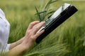 Young woman farmer wearing white bathrobe is checking harvest progress on a tablet at the green wheat field. New crop of Royalty Free Stock Photo