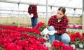 Young woman farmer examines a cyclamen in a pot