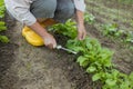 Gardener& x27;s hands working with a small green handle rakes loosening the soil on a flower bed Royalty Free Stock Photo