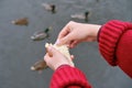 Young woman feeding ducks on winter pond, hand close-up Royalty Free Stock Photo