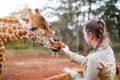 Young woman feeding giraffe in Africa Royalty Free Stock Photo