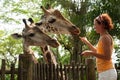 Young woman feeding a giraffe.