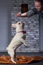 Young woman feeding little french bulldog puppy. Dog owner girl training little dog to eat dog food on command. Dog Royalty Free Stock Photo