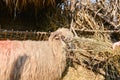 Young woman feeding a sheep with hay in a sunny day of spring Royalty Free Stock Photo